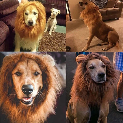Dog wearing a fluffy lion mane costume hat.
