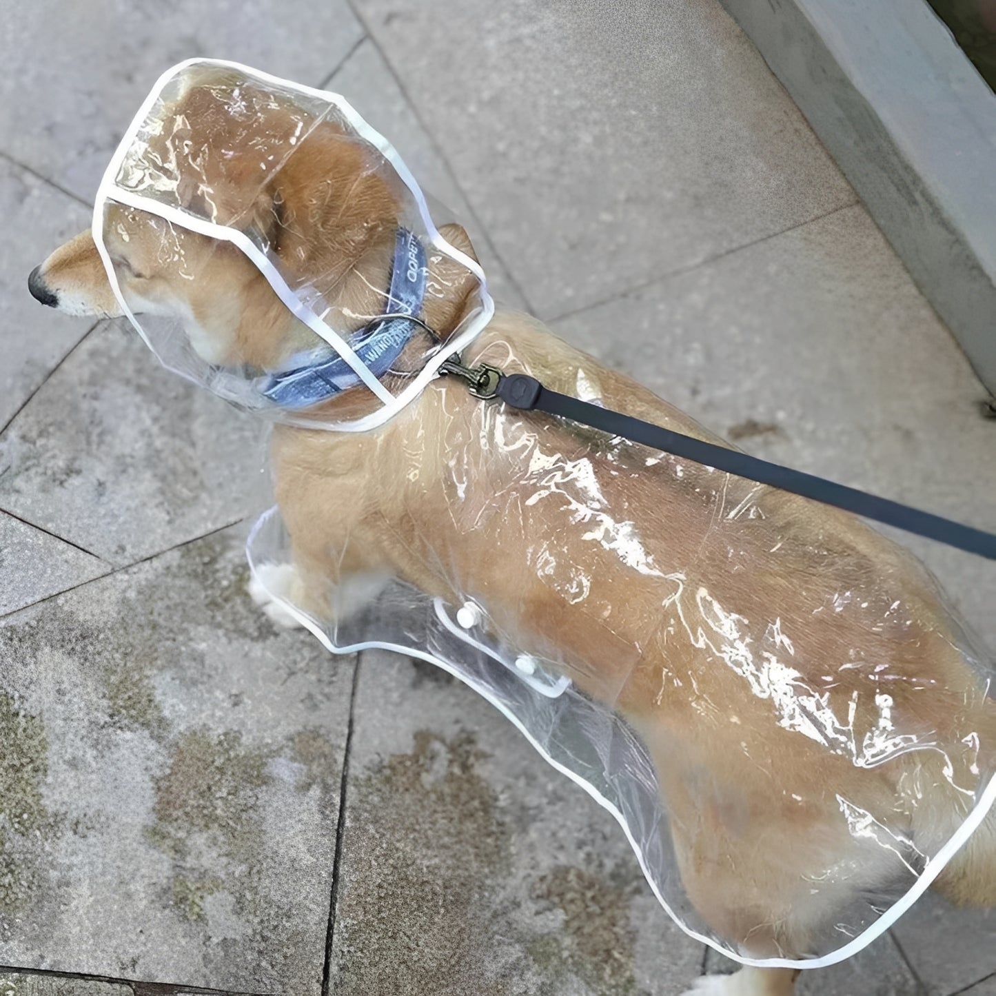 Imperméable transparent pour chien – Veste imperméable transparente pour promenades sous la pluie