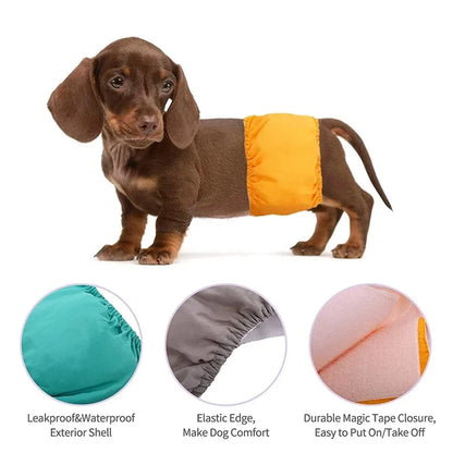 Male dog wearing washable sanitary belly wrap for training