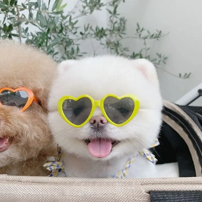 Dog wearing cute heart-shaped sunglasses for outdoor photoshoot or event