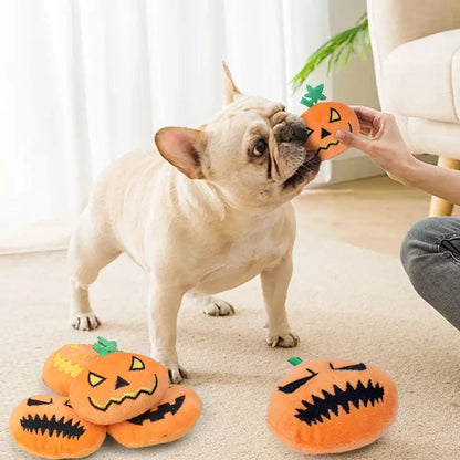 Small dog playing with a Halloween ghost face pumpkin squeaky toy.