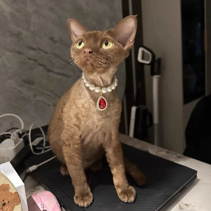 Small dog wearing gem pendant pearl necklace with lace accents