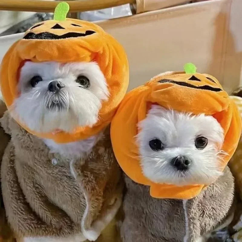 Pet headdress featuring a cute pumpkin design, perfect for small dogs and cats during Halloween festivities