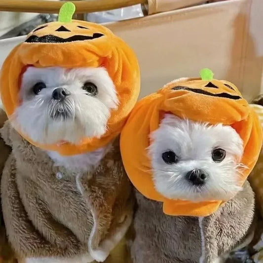 Small dog or cat wearing a festive Halloween pumpkin hat with green stem