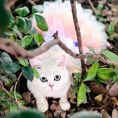 Small dog wearing the Butterfly Princess Dress, showcasing a charming and stylish design perfect for special occasions.