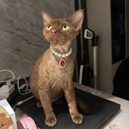 Small dog wearing gem pendant pearl necklace with lace accents