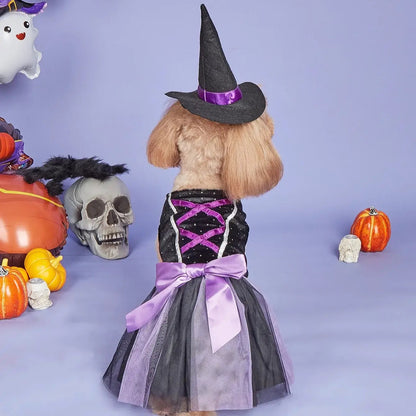 Small dog wearing a velvet Halloween dress with a matching witch hat, posing adorably for a festive photo.
