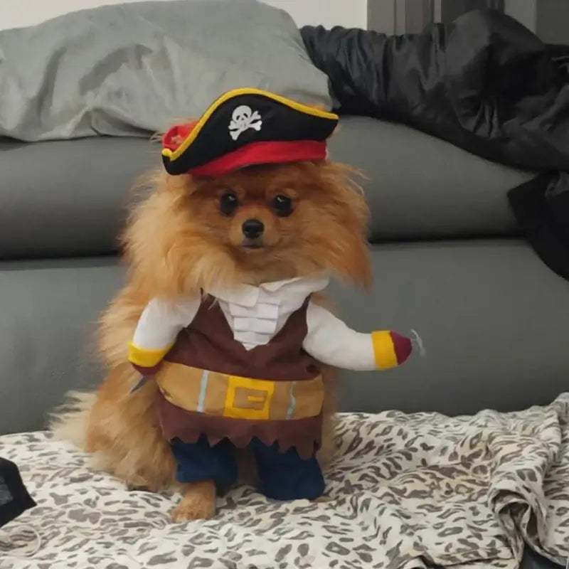 Pirate dog costume, Halloween dog outfit, corsair jacket for dogs, funny dog costume