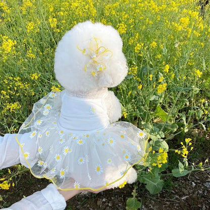 Small dog in strawberry daisy summer dress with ruffle skirt
