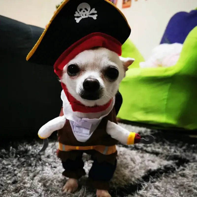 Pirate dog costume, Halloween dog outfit, corsair jacket for dogs, funny dog costume