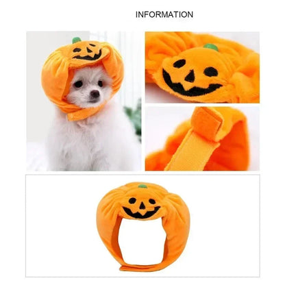 Small dog or cat wearing a festive Halloween pumpkin hat with green stem