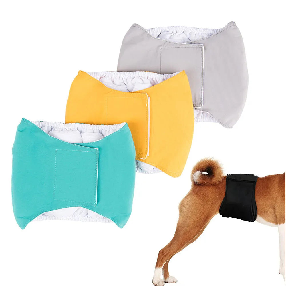 Male dog wearing washable sanitary belly wrap for training