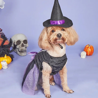 Small dog wearing a velvet Halloween dress with a matching witch hat, posing adorably for a festive photo.