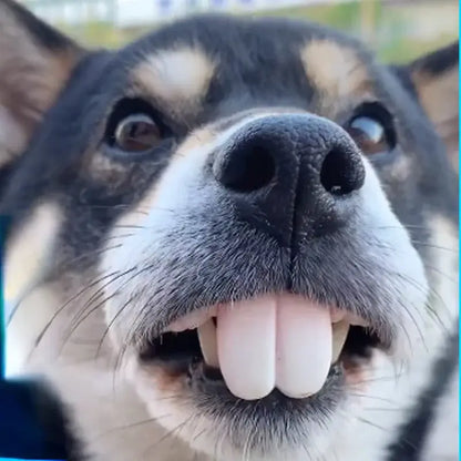 Dog wearing a funny set of false teeth for Halloween, ready to entertain at any spooky celebration.