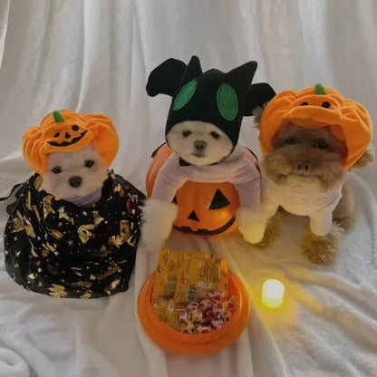 Small dog or cat wearing a festive Halloween pumpkin hat with green stem