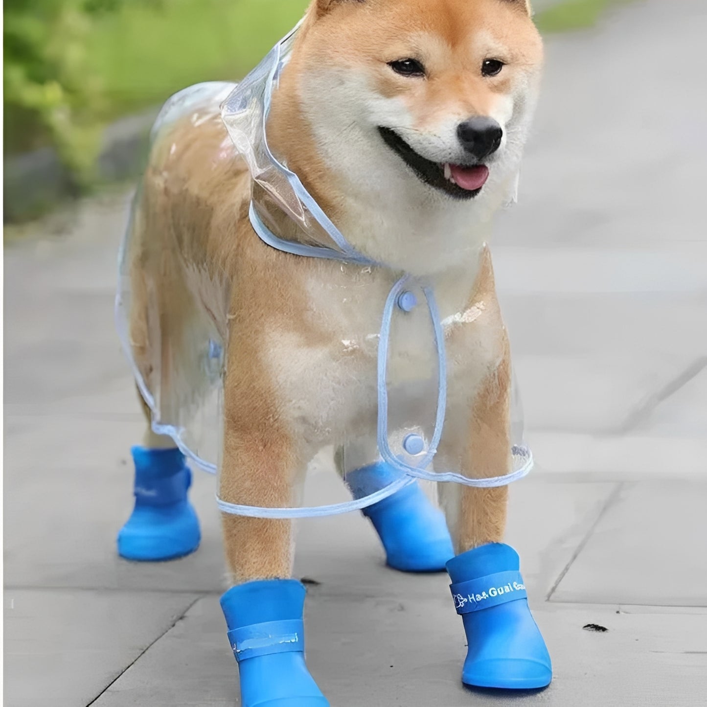 Imperméable transparent pour chien – Veste imperméable transparente pour promenades sous la pluie