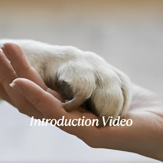 Rechargeable 6-speed dog nail grinder with LED lights and diamond bit for safe pet grooming