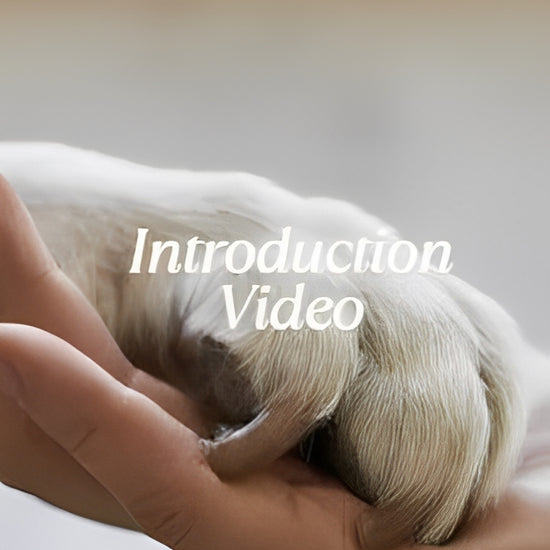 Dog playing with an interactive rubber sniffing ball filled with treats.