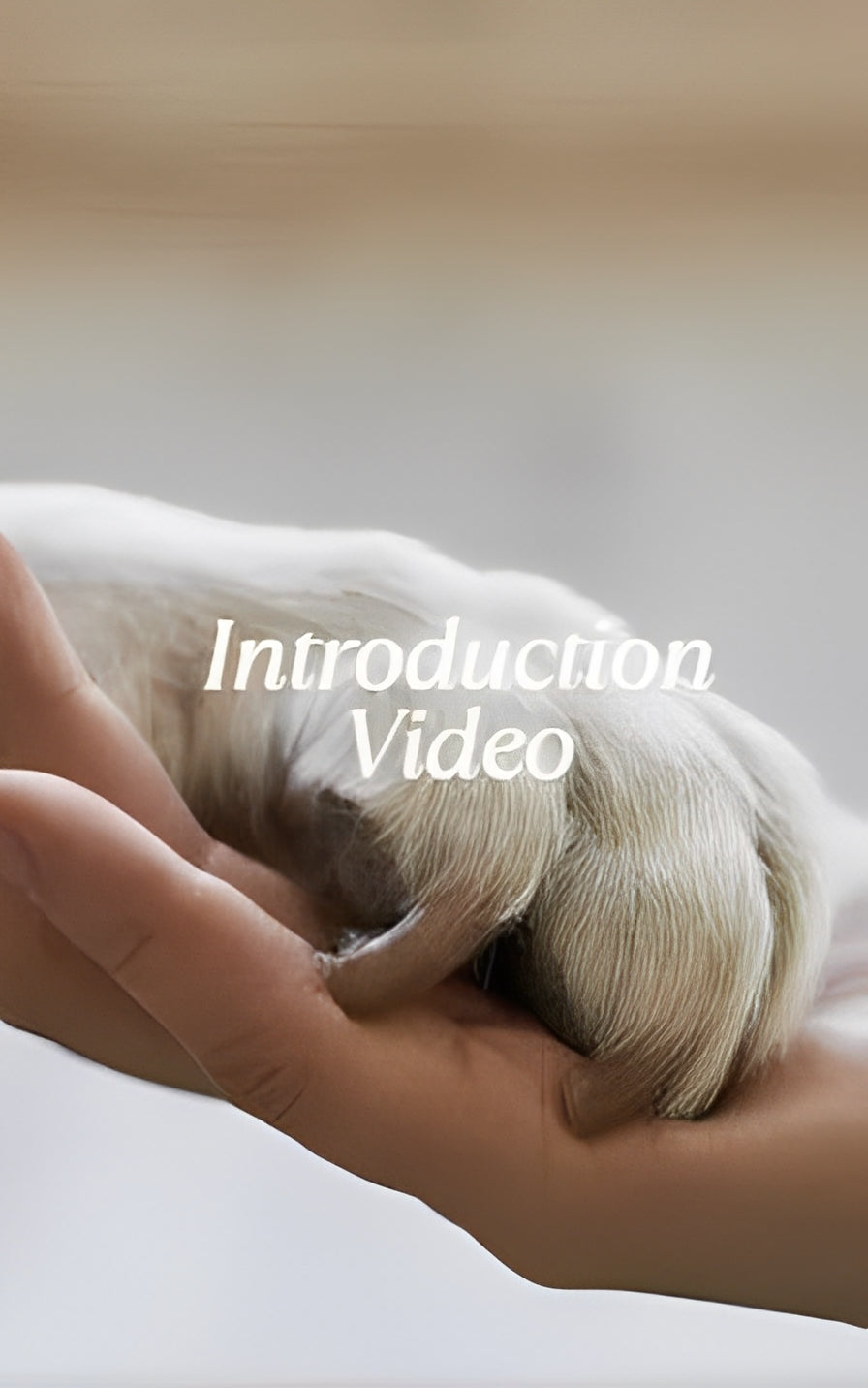 Automatic electric smart pet toy ball for dogs with gravity sensing