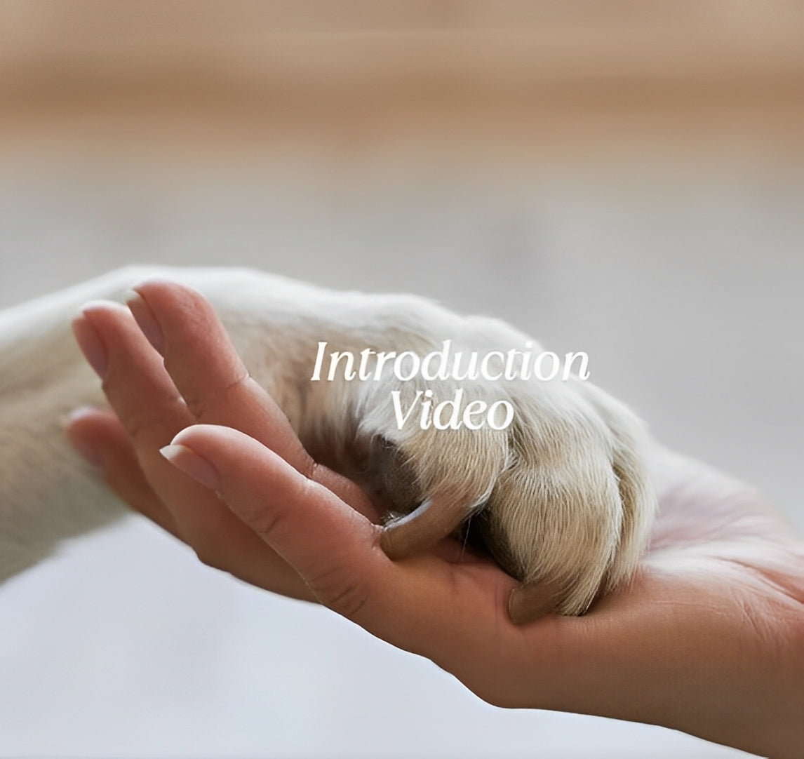 USB rechargeable waterproof LED collar pendant for pet visibility and safety