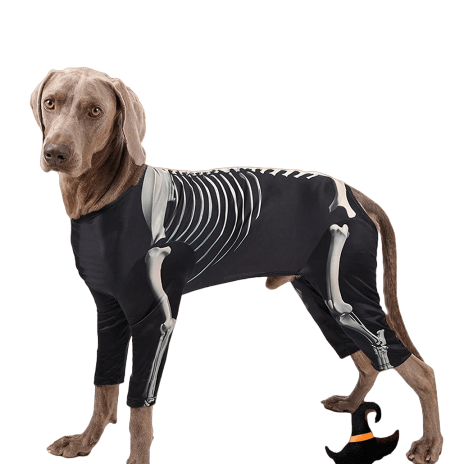 Halloween dog skeleton costume, 4-legged dog sweatshirt, French Bulldog Halloween costume, medium large dog skeleton outfit, spooky pet clothes for dogs